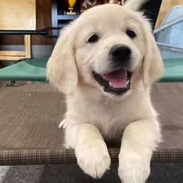 Golden Retrievers from NTX Goldens