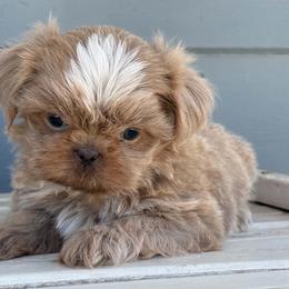Boy 2 - Cream and white male Shih Tzu puppy in Calimesa, California from Little Mountain’s Shih Tzus
