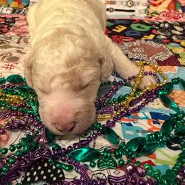 Mandie - Parti female Poodle puppy in Port Orange, Florida from Daytona’s Standard Poodles