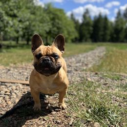 Ava - French Bulldog