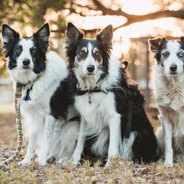 Border Collies from TyMac Border Collies
