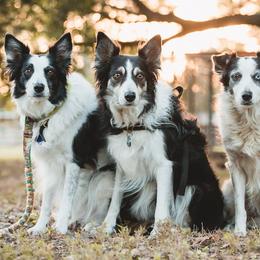 Border Collies from TyMac Border Collies