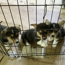 American Corgi and Pembroke Welsh Corgi Puppies from Corgi Daze