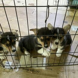 American Corgi and Pembroke Welsh Corgi Puppies from Corgi Daze