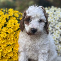 Noah - Red male Labradoodle puppy in English, Indiana from Doodle Darlings