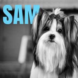 Sam - Biewer Terrier