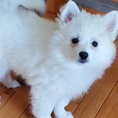 American Eskimo Dogs from Snowy River Eskies