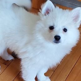 American Eskimo Dogs from Snowy River Eskies