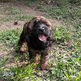 Jade - Brown and tan female Cockapoo puppy in Sunset, Louisiana from Cano Cockapoos