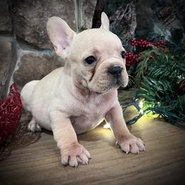 Boy 4 - Cream male French Bulldog puppy in Mayo, Florida from Lyons Heart Pups