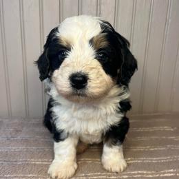 Boy 1 - male Bernedoodle puppy in Clarinda, Iowa from Root and Branch Bernedoodles
