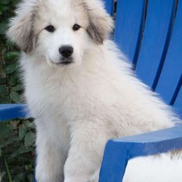 Fish - White Great Pyrenees puppy in California from Painted Sky