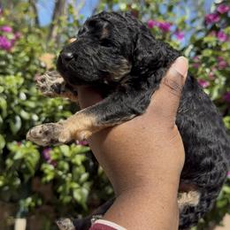 Atlas - Phantom male Poodle puppy in Corona, California from Garden Of Poodles