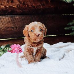 Yellow collar boy - Buff male Cockapoo puppy in Missoula, Montana from Big Sky Cockapoos