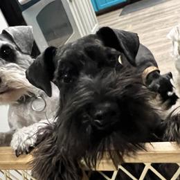 Shadow - Miniature Schnauzer
