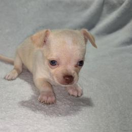 HarleyQuinn (3250) - Cream and white female Chihuahua puppy in Tomball, Texas from Katie's Krewe