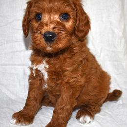 Hans - Red  male Goldendoodle puppy in Jasper, Indiana from Hilltop Pups LLC