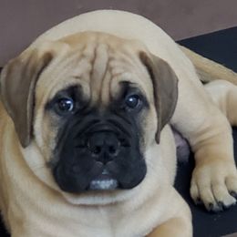 Bullmastiffs from Julia Hornshaw's Bullmastiffs