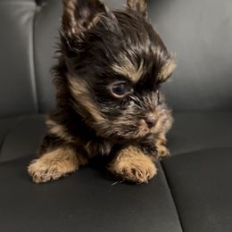 Diesel - Chocolate and tan male Yorkshire Terrier puppy in California from All Star Yorkies