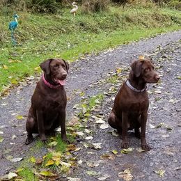 Labrador Retrievers from LB Labradors