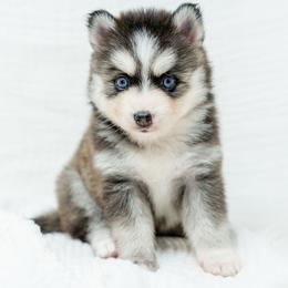 Mary - Black and white female Pomsky puppy in Spring City, Pennsylvania from Pomsky Power Puppies