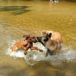 Rhodesian Ridgeback Puppies from Fawn Millette