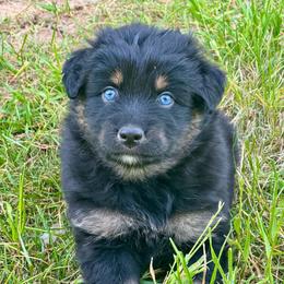 MINNIE - Black tri-color female Australian Shepherd puppy in Christiana, Tennessee from Vaught Family Farm