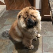 Belmo - Chow Chow