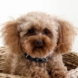 Cavalier King Charles Spaniels and Cavapoos from Snowy Peaks Cavaliers