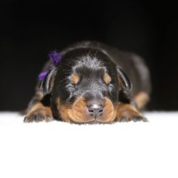 Qybra - 5350 - Black and rust female Doberman Pinscher puppy in Rockwall, Texas from Elitehaus