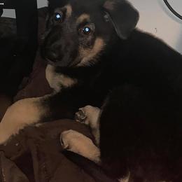 German Shepherd Puppies from Sandy’s Shepherds