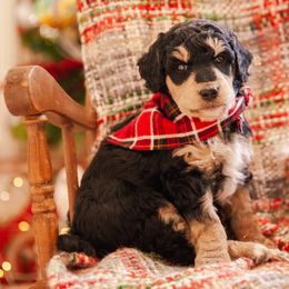Poodle Puppies from Setting the Standard Poodles