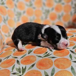 Girl 1 - White and black Pembroke Welsh Corgi puppy in Cypress, Texas from Boba Tea Corgis