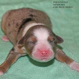 Persephone - Blue merle female Miniature Australian Shepherd puppy in Patterson, North Carolina from DreamLine Aussies