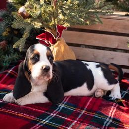 Basset Hounds from Puppy-Love Bassets