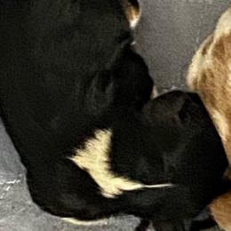 Olivia - Tri-color female Cavalier King Charles Spaniel puppy in Toledo, Ohio from Hopewell Cavaliers