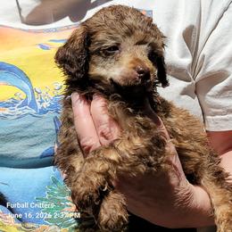 Munchkin (Red collar) - Phantom male Poodle puppy in Santa Cruz, California from Furball Forest Poodles
