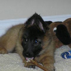 Belgian Tervuren Puppies from Beartooth Belgian Tervuren