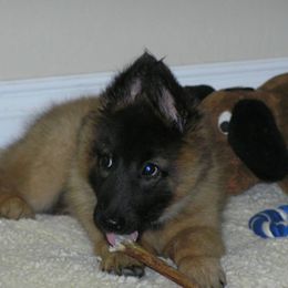 Belgian Tervuren Puppies from Beartooth Belgian Tervuren