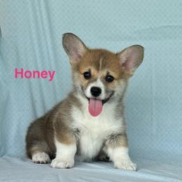 Honey - Sable female Pembroke Welsh Corgi puppy in Creston, Iowa from GSF Pembroke Welsh Corgis