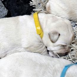 Puppy 7 - Yellow male Labrador Retriever puppy in Norwell, Massachusetts from Gabriel Ben-Yosef's Labs