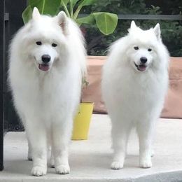Samoyeds from Galaxy Samoyeds