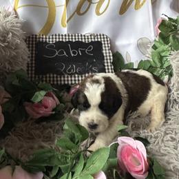 Sabre - Mahogany and white female Saint Berdoodle puppy in Traverse City, Michigan from Bare Paws Saint Berdoodles