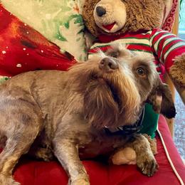 Elliot Monroe - Miniature Schnauzer