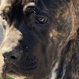 Cane Corso from Giosci Cane Corso