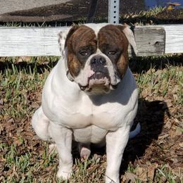 American Bulldogs from Lunar Eclipse Kennels