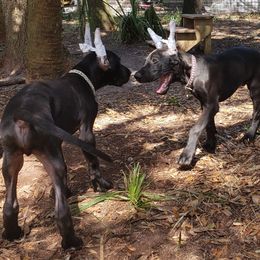 Camo - Black Great Dane puppy in Gainesville, Florida from Lakeside Danes