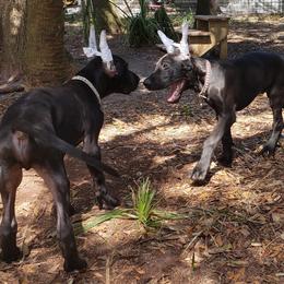 Camo - Black Great Dane puppy in Gainesville, Florida from Lakeside Danes