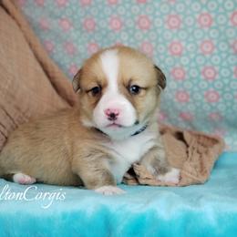 Pembroke Welsh Corgi Puppies from Colton Corgis