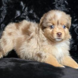 PS.RMF - Red merle female Miniature Australian Shepherd puppy in Deer Lodge, Tennessee from KSH Aussie Haven